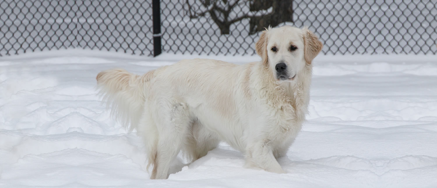 Regalgoldens British Type Golden Retriever Golden Retrievers English Style Golden Retrievers Puppies